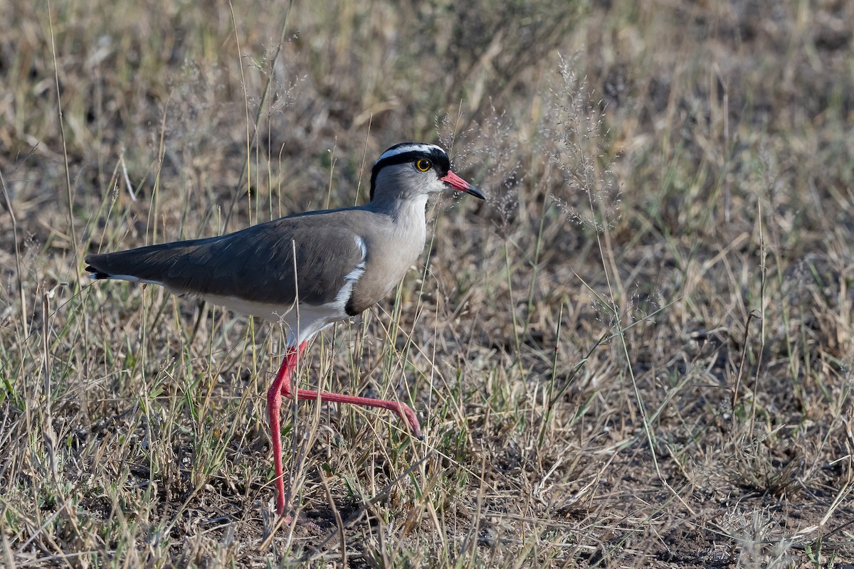 Чайка чорнолоба - ML652455293