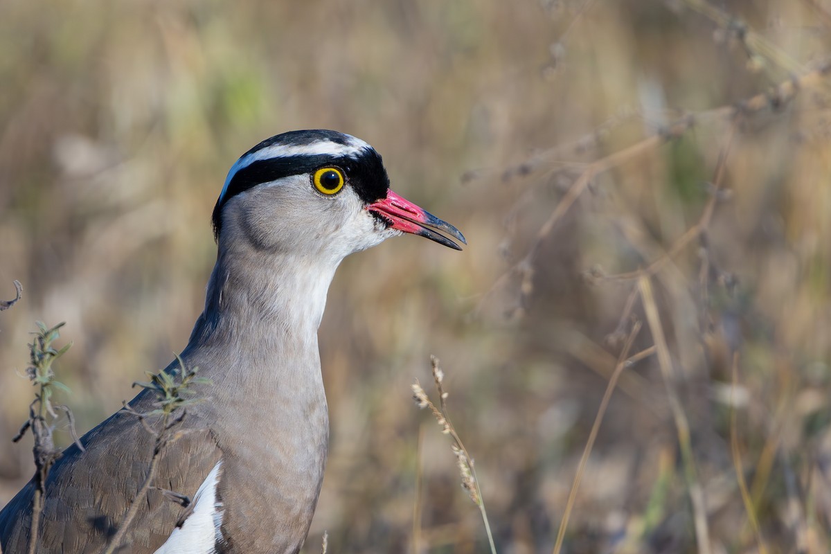 Чайка чорнолоба - ML652455300