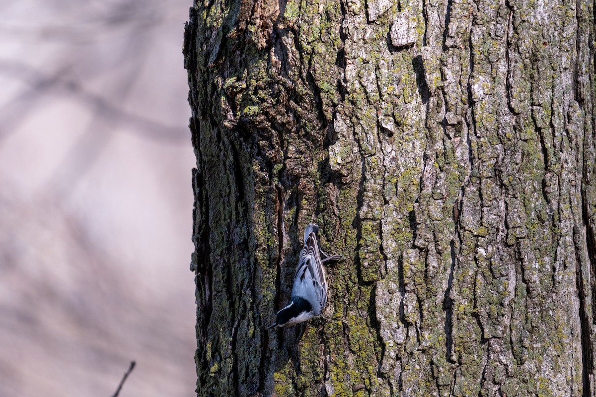 White-breasted Nuthatch - ML652455344