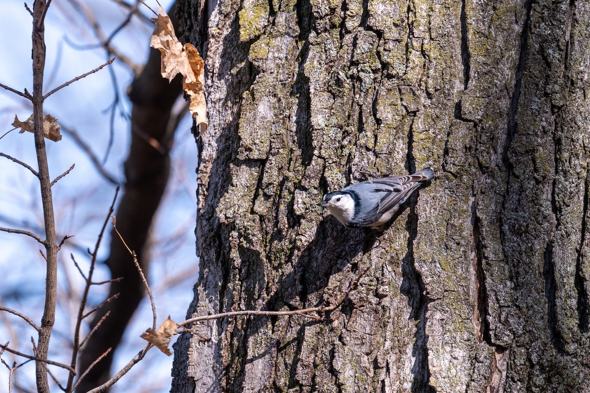 White-breasted Nuthatch - ML652455345