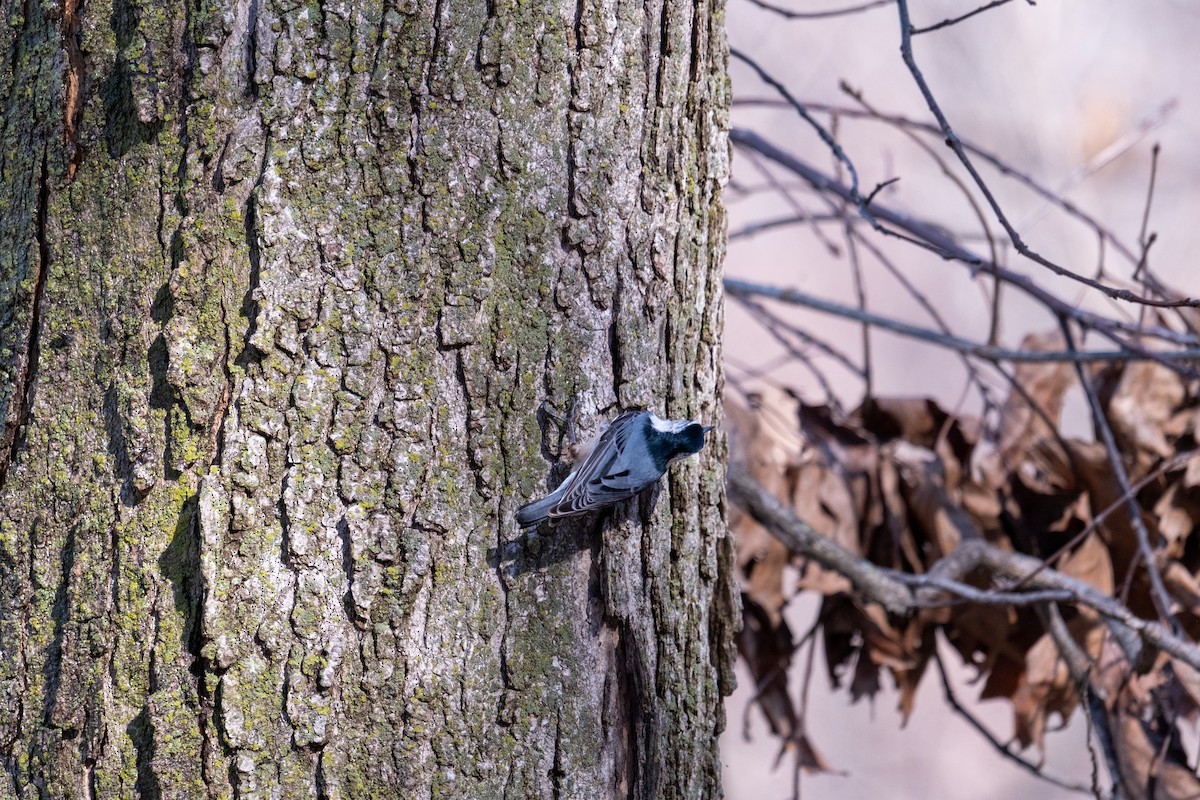 White-breasted Nuthatch - ML652455346