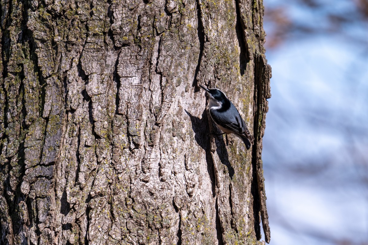 White-breasted Nuthatch - ML652455347