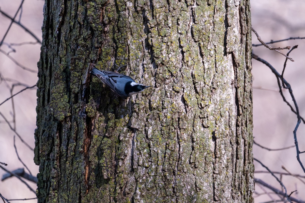 White-breasted Nuthatch - ML652455348