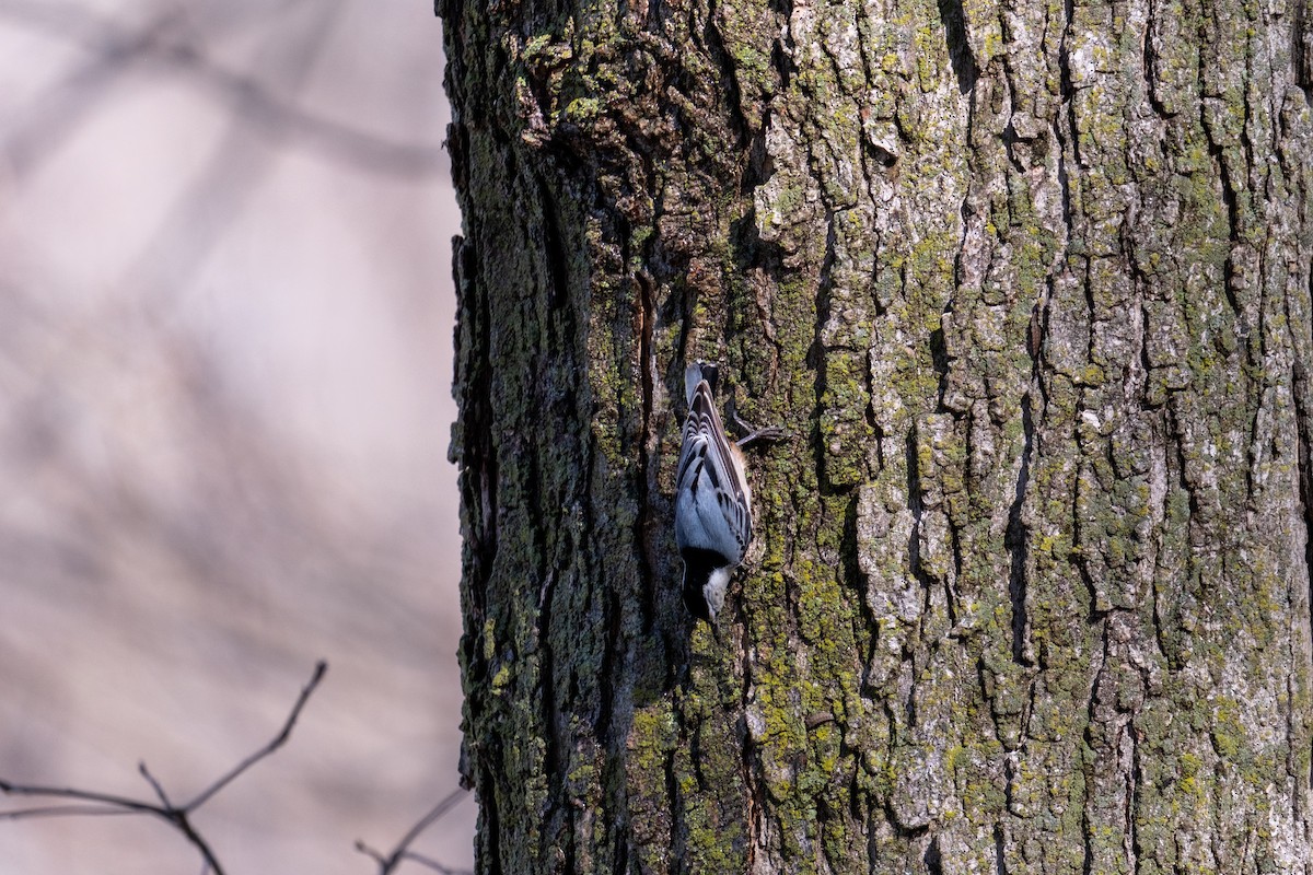 White-breasted Nuthatch - ML652455349