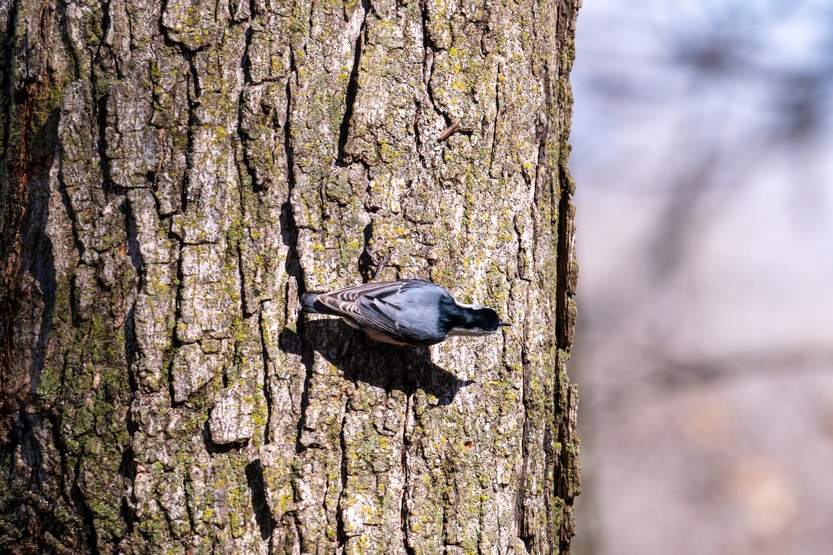 White-breasted Nuthatch - ML652455350