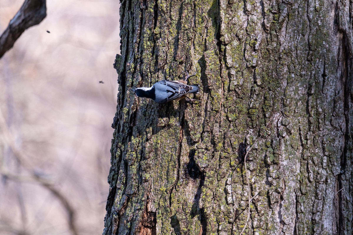 White-breasted Nuthatch - ML652455351