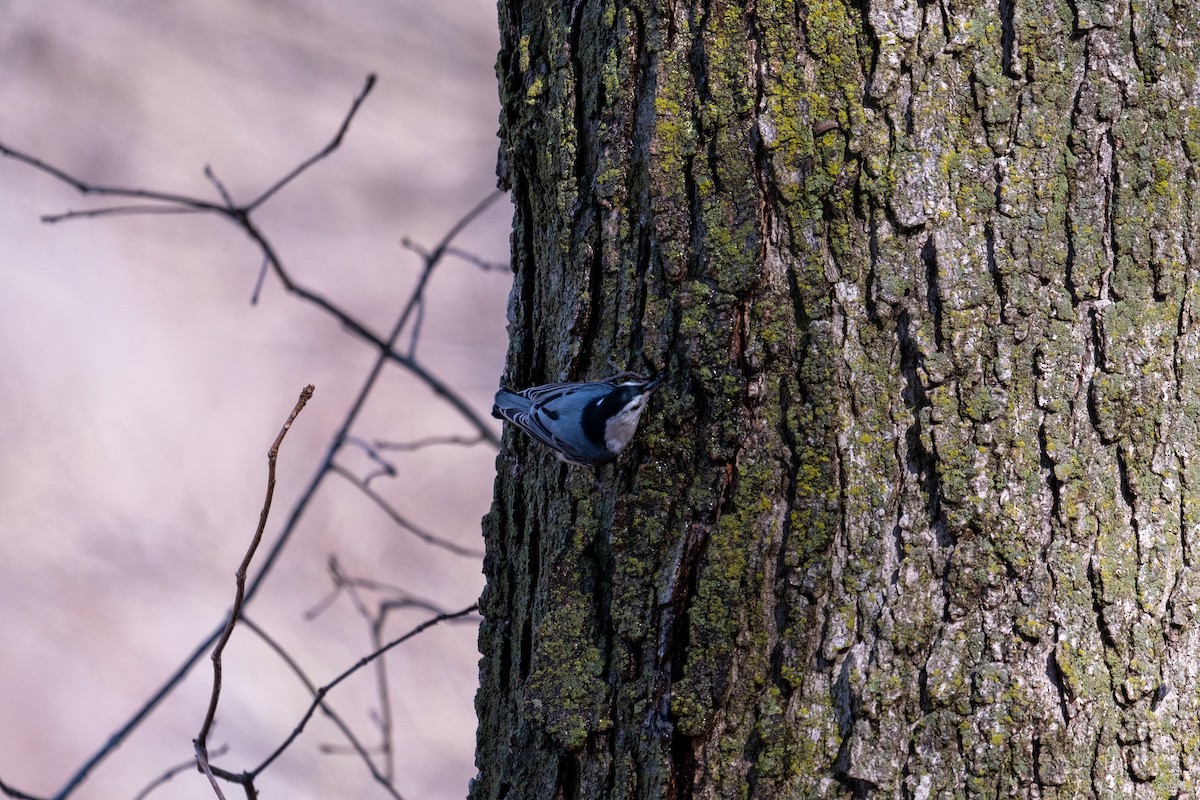 White-breasted Nuthatch - ML652455357