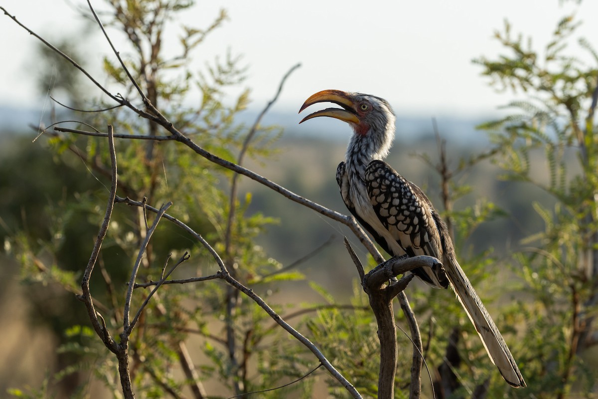 Токо намібійський - ML652455463