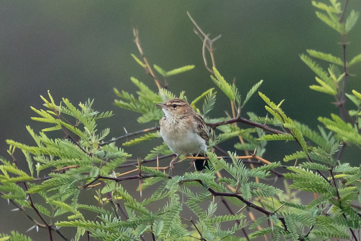 skřivan plavý [skupina africanoides] - ML652455513