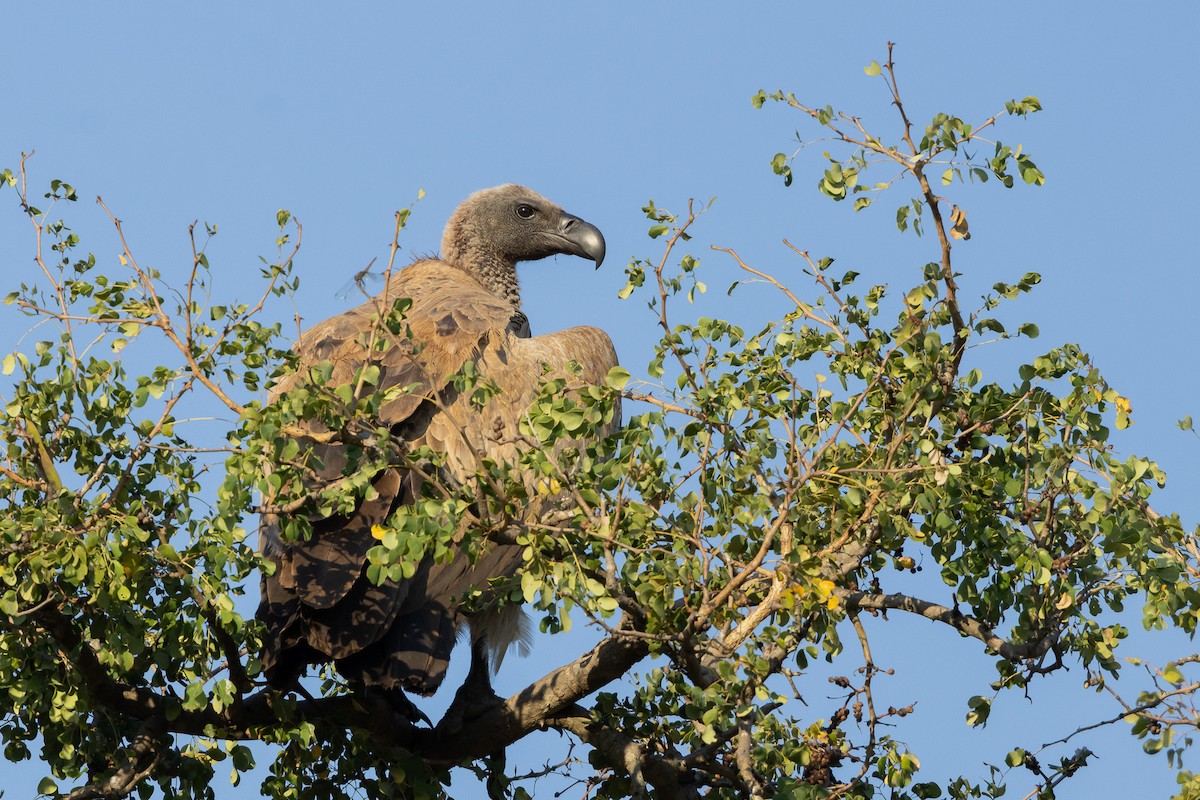 Сип африканський - ML652455688