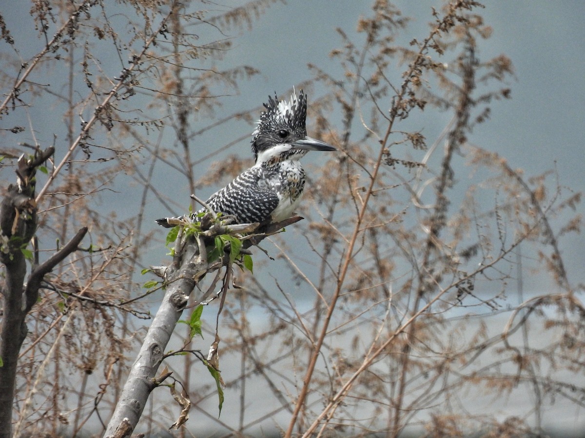 Crested Kingfisher - ML652455712