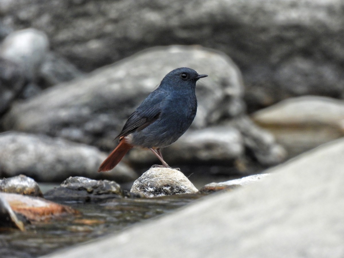 Plumbeous Redstart - ML652455839