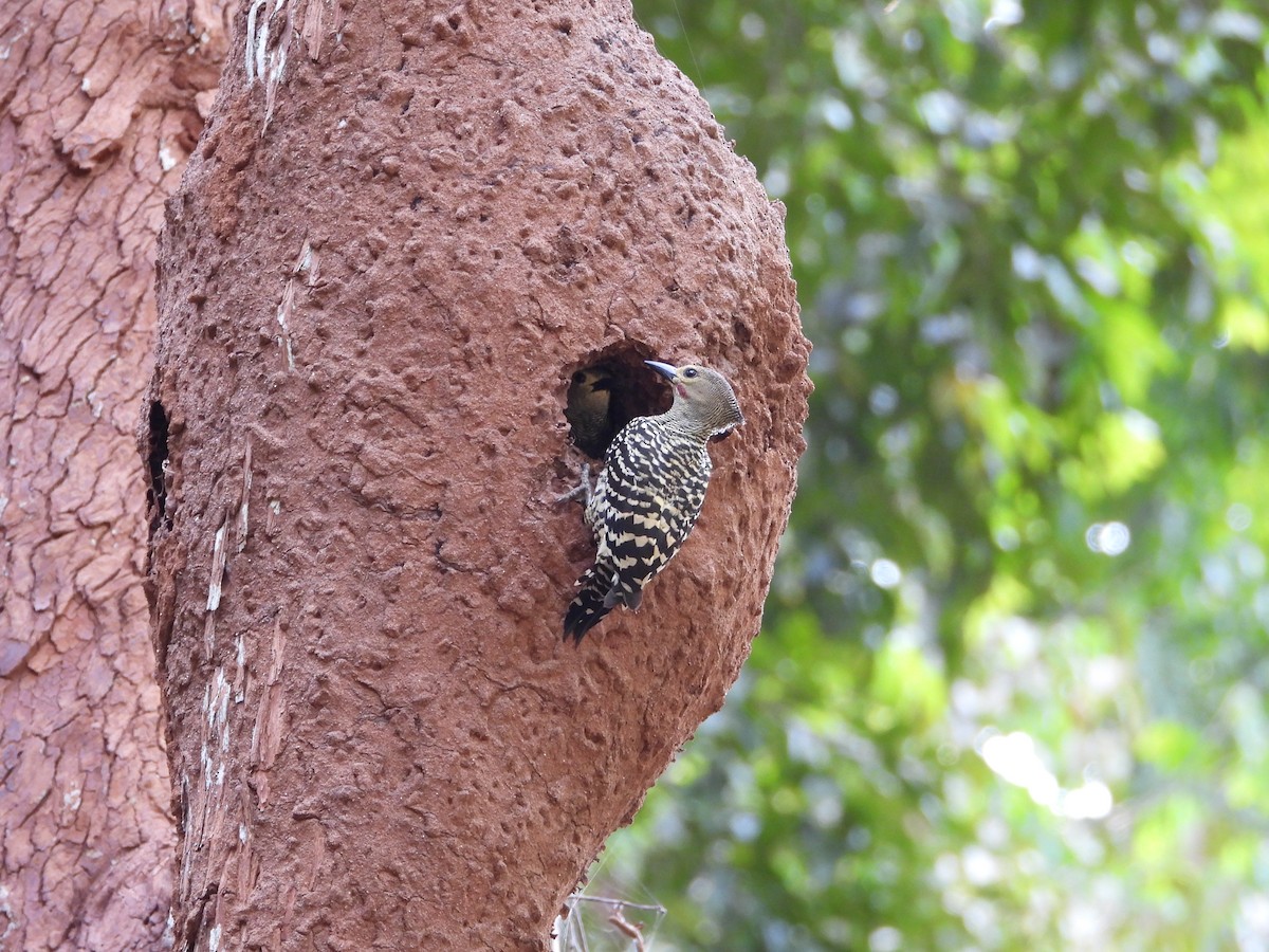 ヒメカレハゲラ - ML652456036