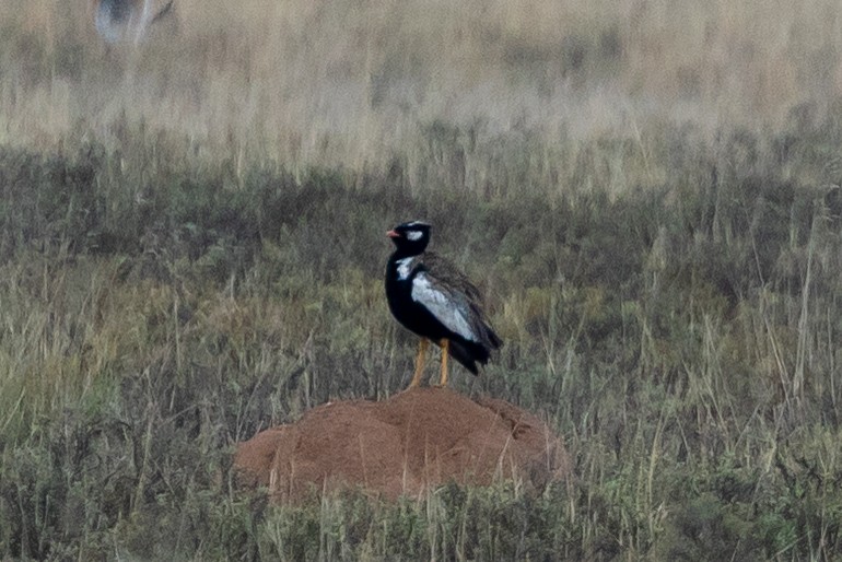 White-quilled Bustard - ML652456340