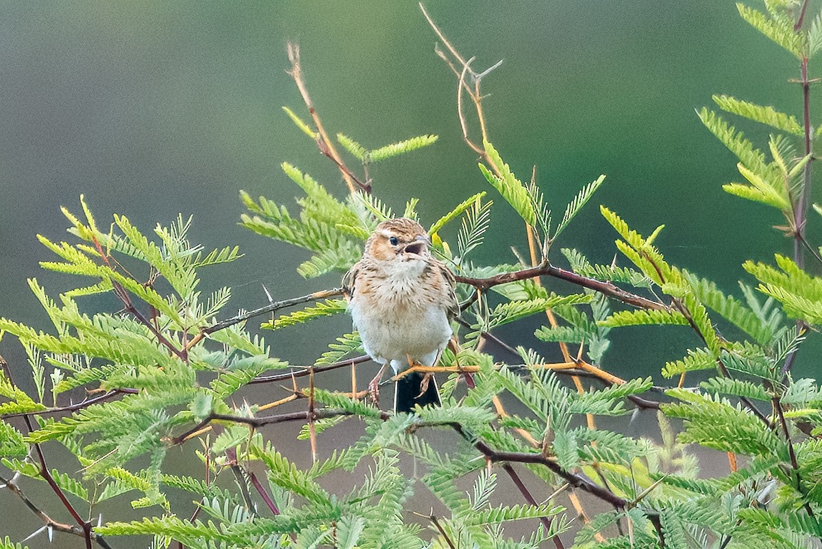 skřivan plavý [skupina africanoides] - ML652456358