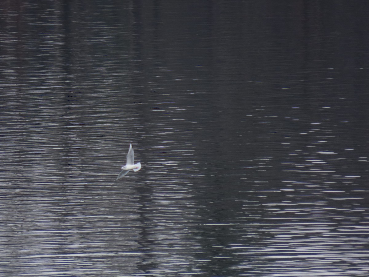 kanadahettemåke - ML652456359