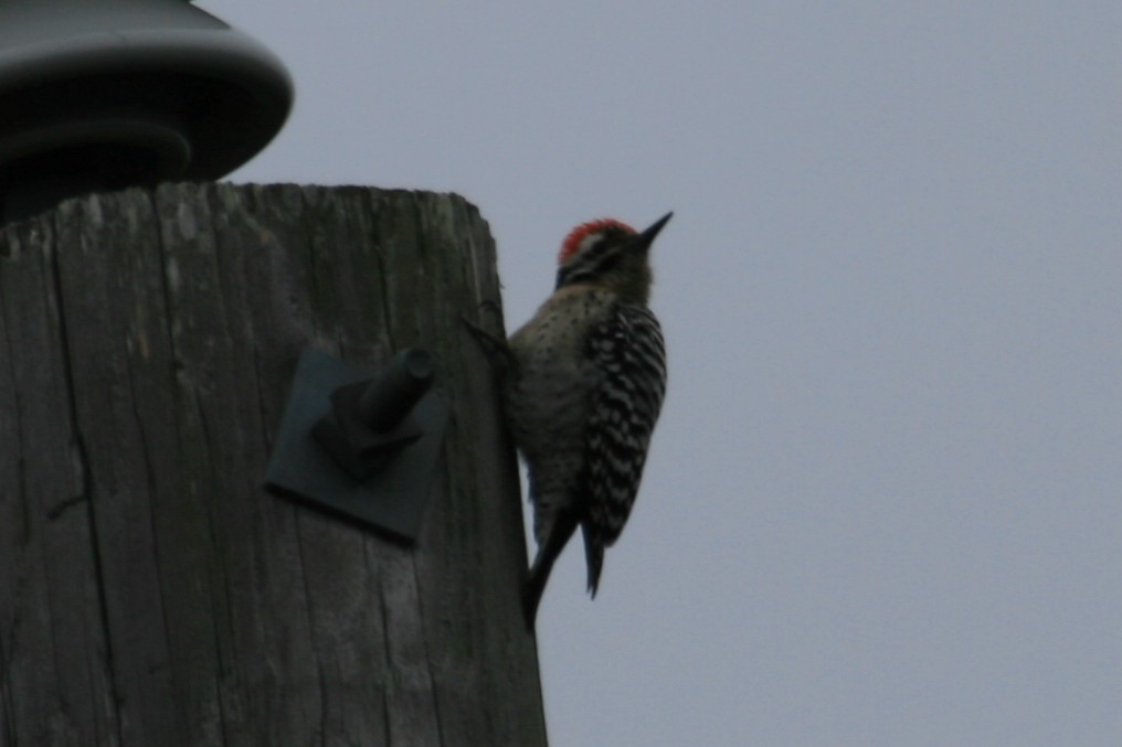 Ladder-backed Woodpecker - ML652456422