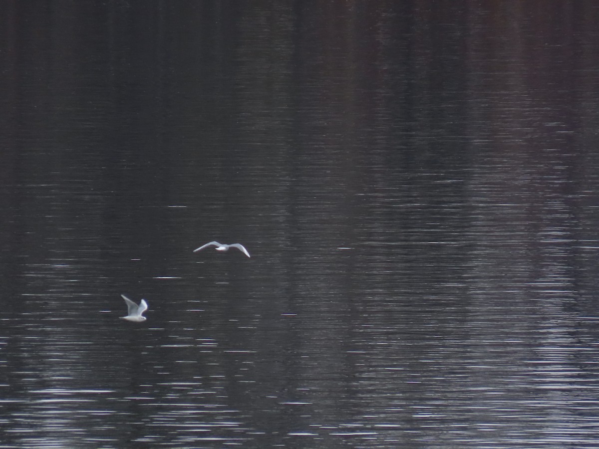 kanadahettemåke - ML652456423