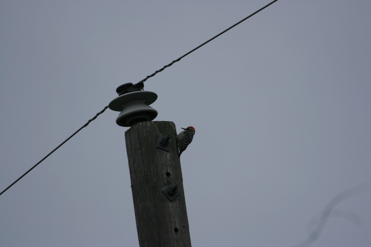 Ladder-backed Woodpecker - ML652456487