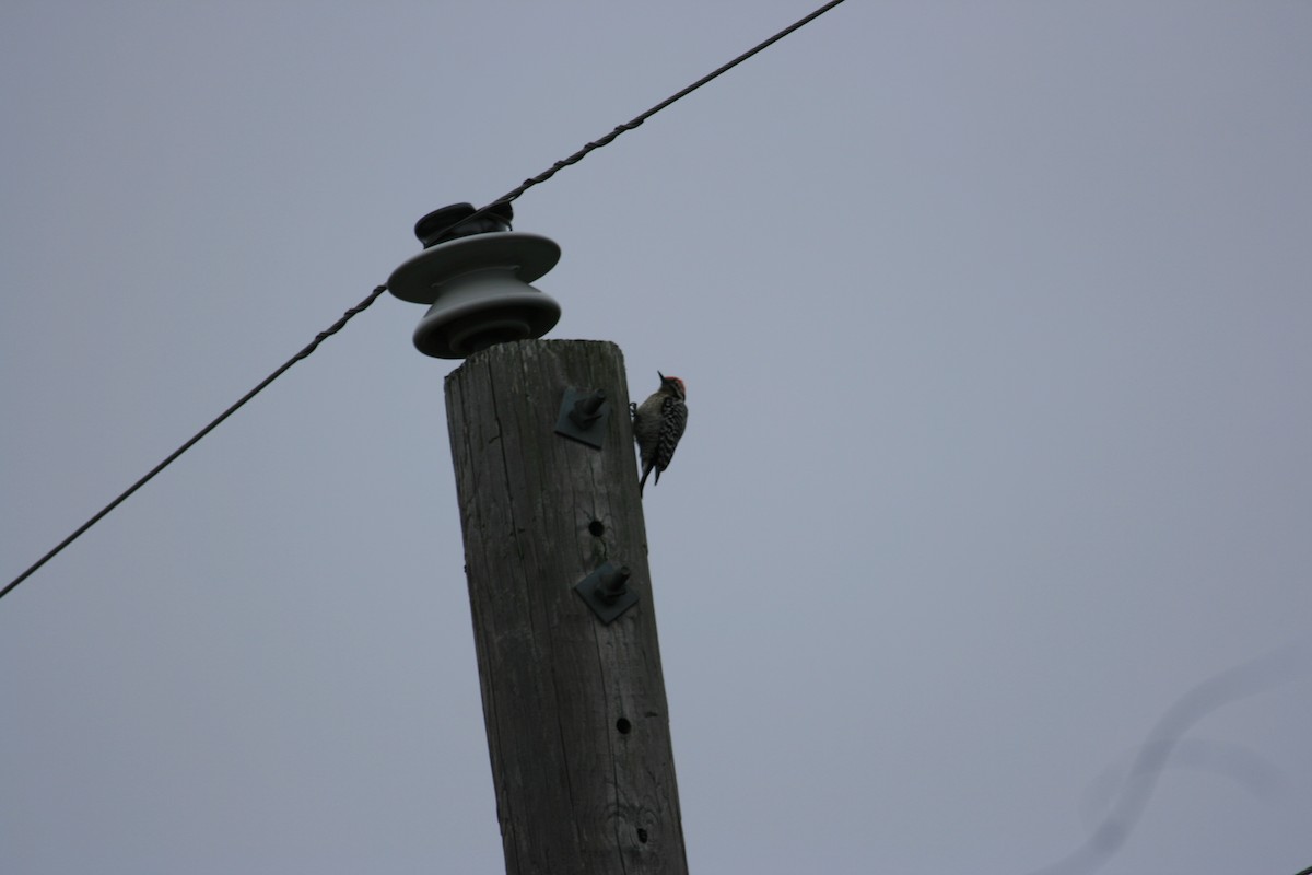 Ladder-backed Woodpecker - ML652456490