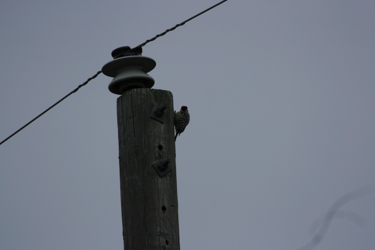 Ladder-backed Woodpecker - ML652456498