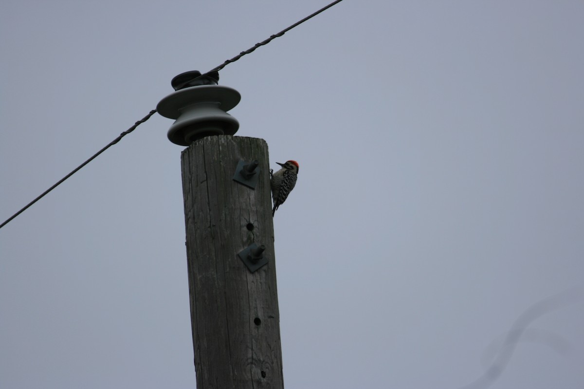 Ladder-backed Woodpecker - ML652456516