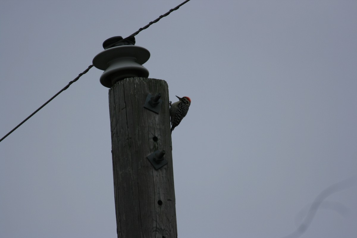 Ladder-backed Woodpecker - ML652456524