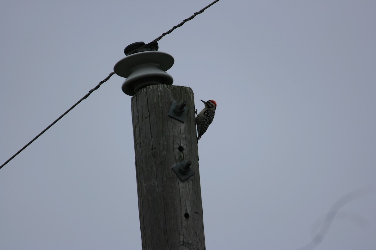 Ladder-backed Woodpecker - ML652456532
