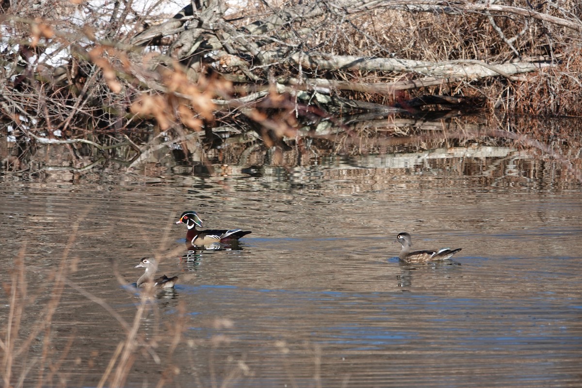 Wood Duck - ML652456628