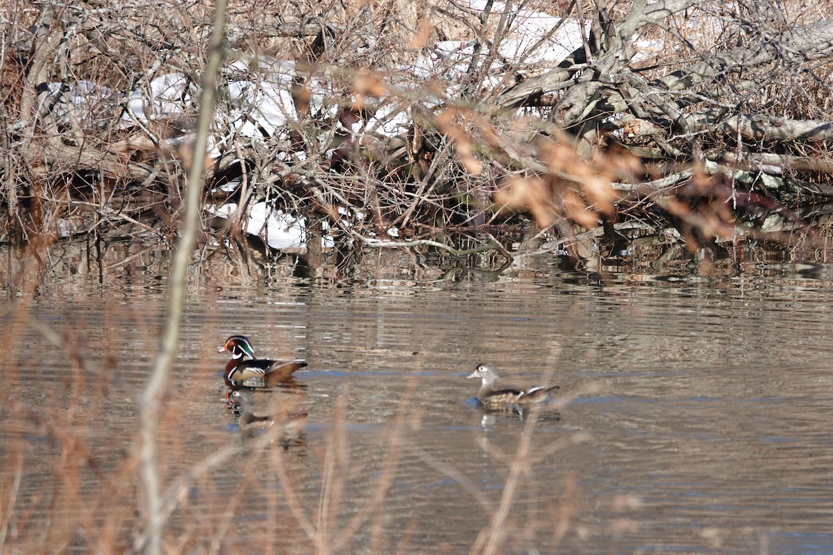 Wood Duck - ML652456631