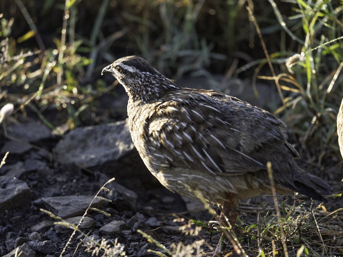 Crested Francolin - ML652456673
