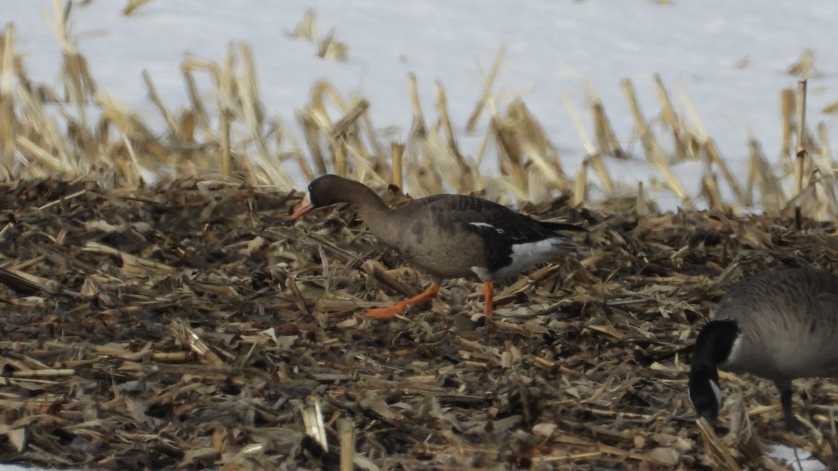 אווז לבן-מצח - ML652456836
