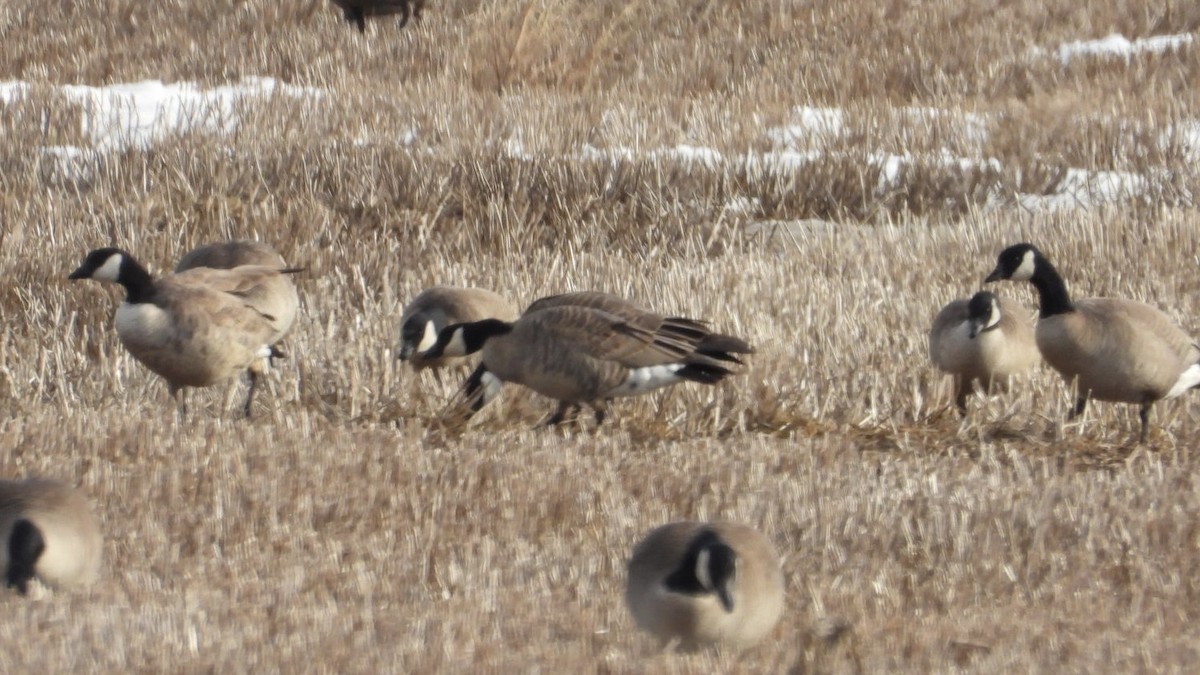 ברנטה גוצית - ML652456841