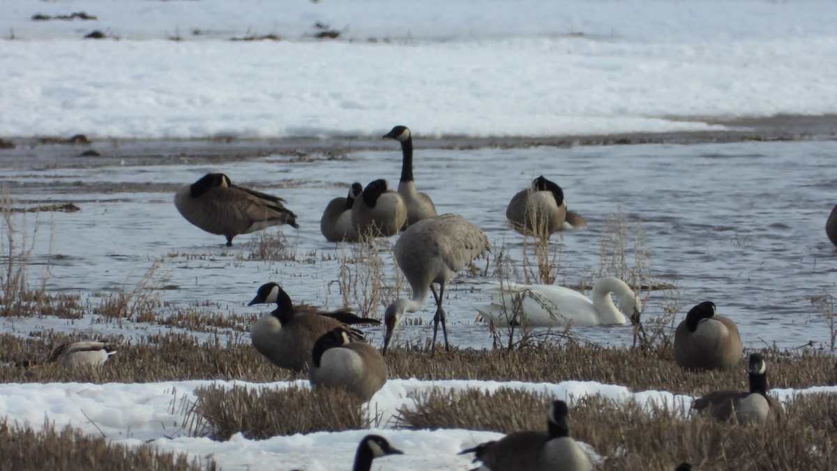 עגור קנדי - ML652456849