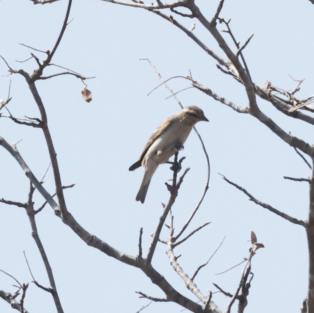 Moineau bridé - ML652456982