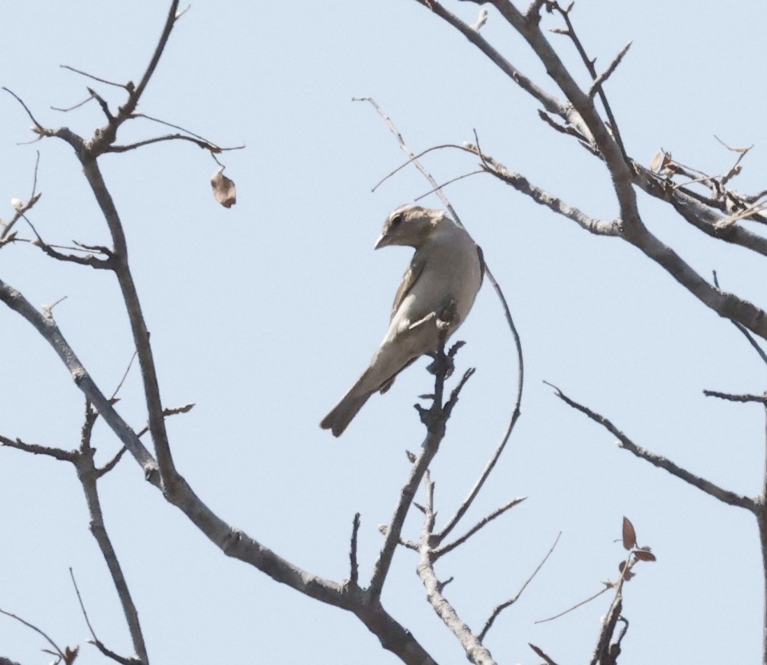 Moineau bridé - ML652456983