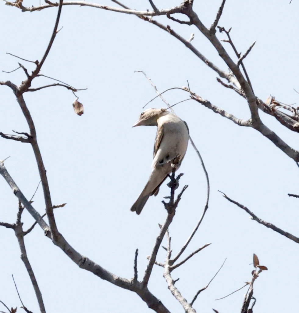 Moineau bridé - ML652456984