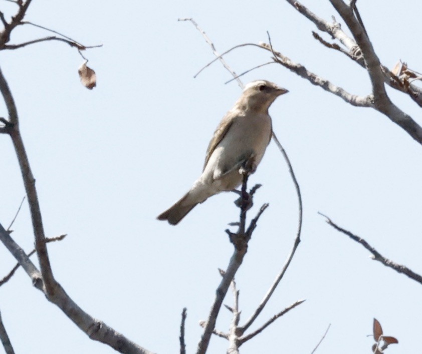 Moineau bridé - ML652456985