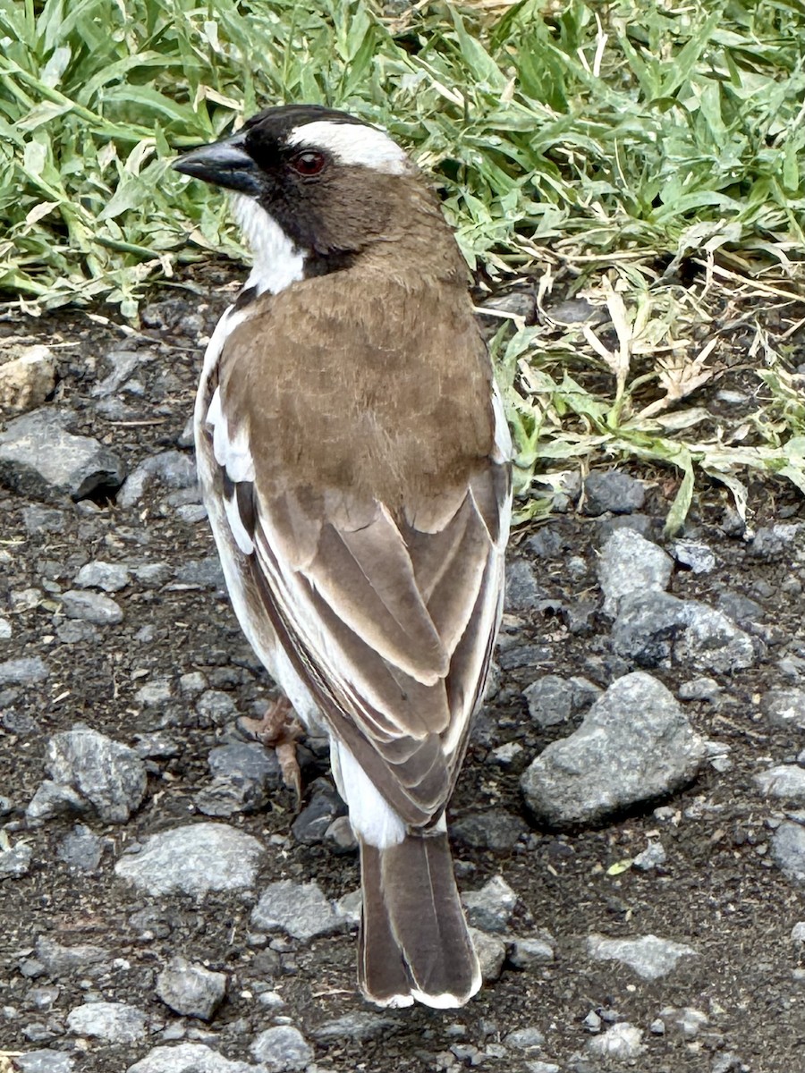 White-browed Sparrow-Weaver - ML652457149