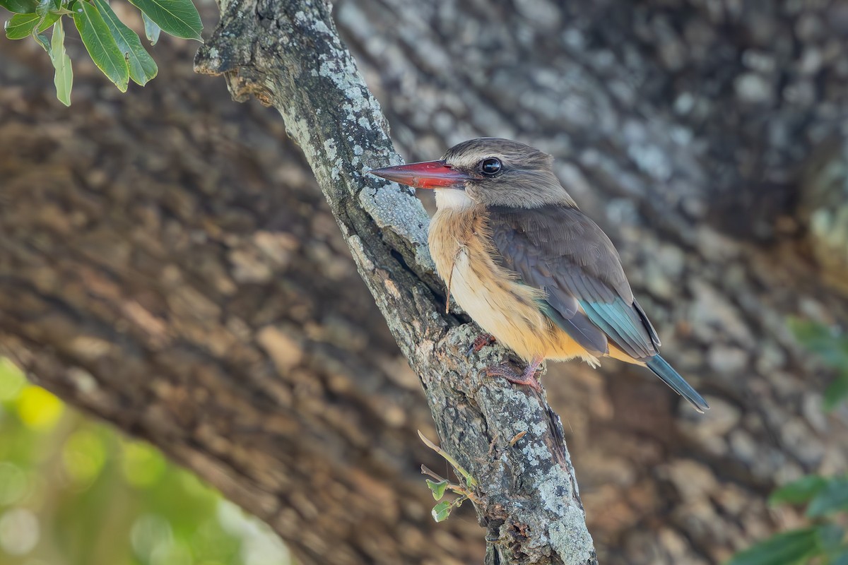 Альціон буроголовий - ML652457151
