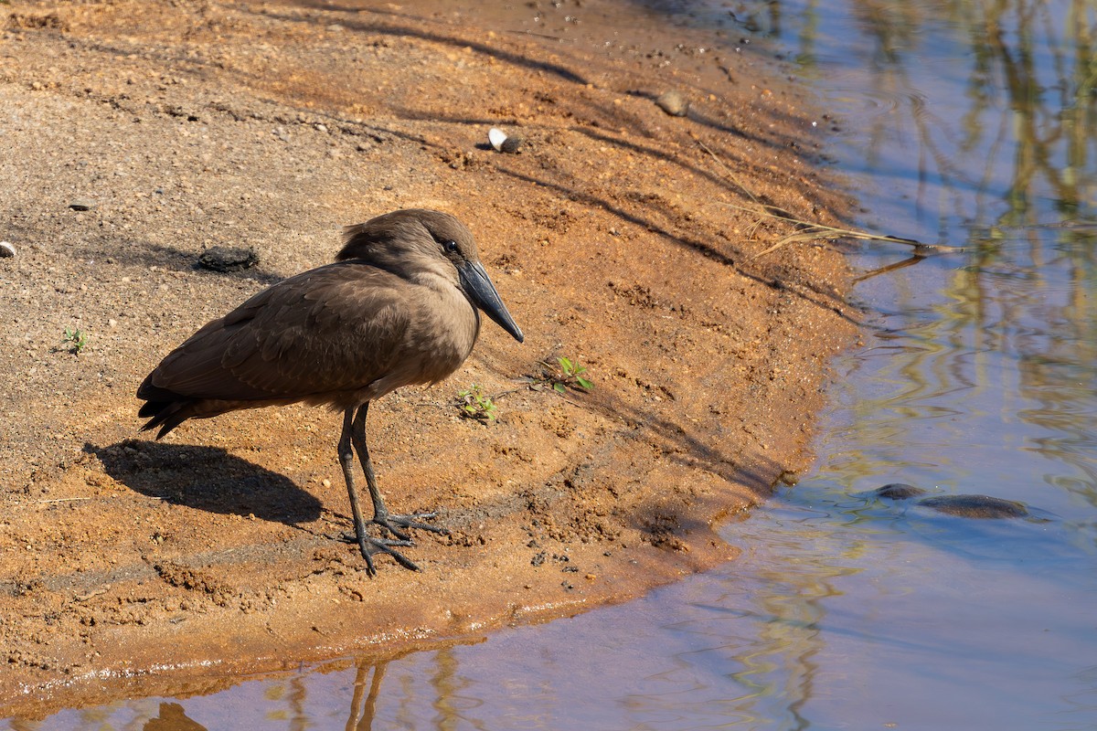 Молотоголов - ML652457207