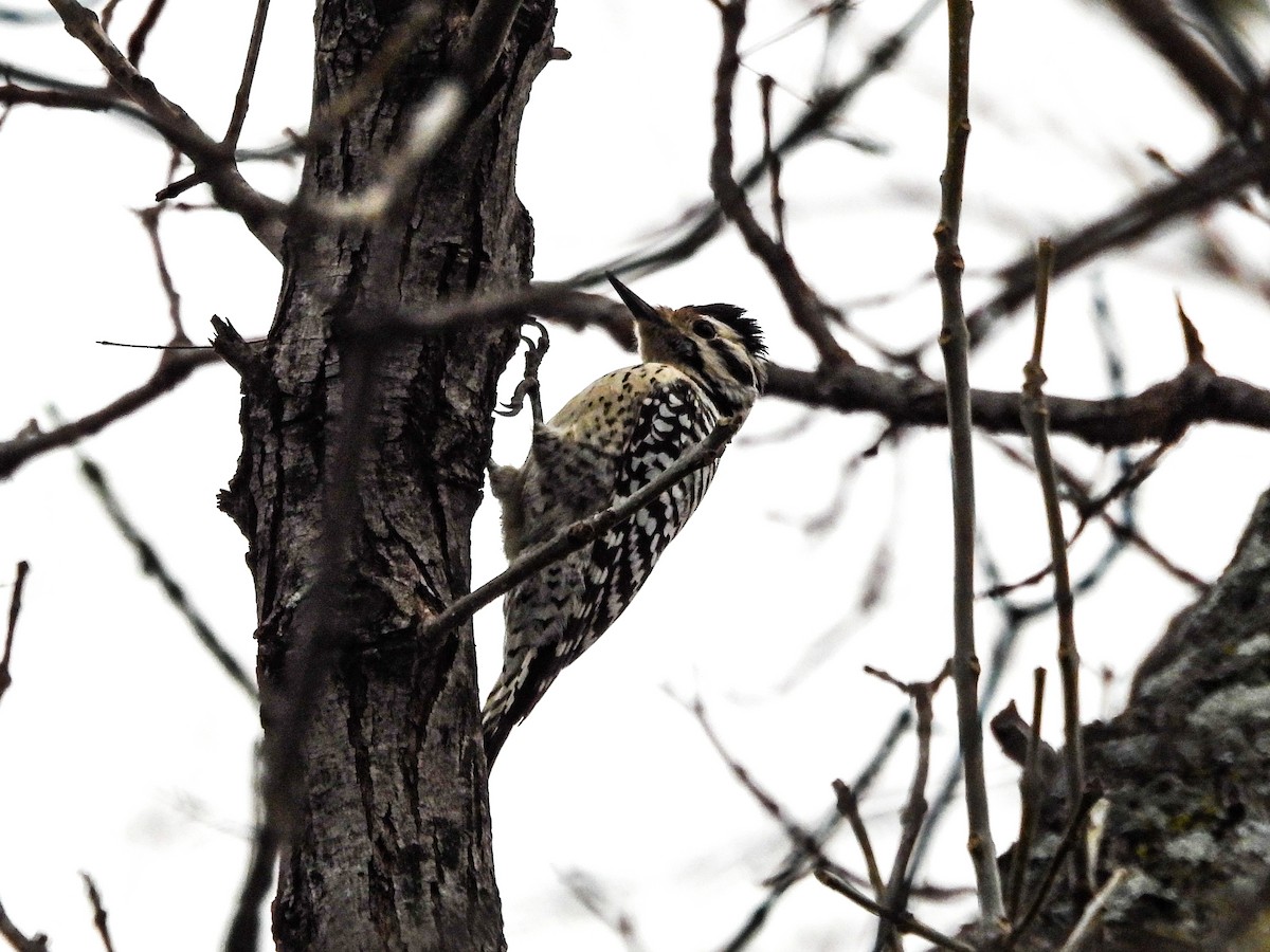 Ladder-backed Woodpecker - ML652457425