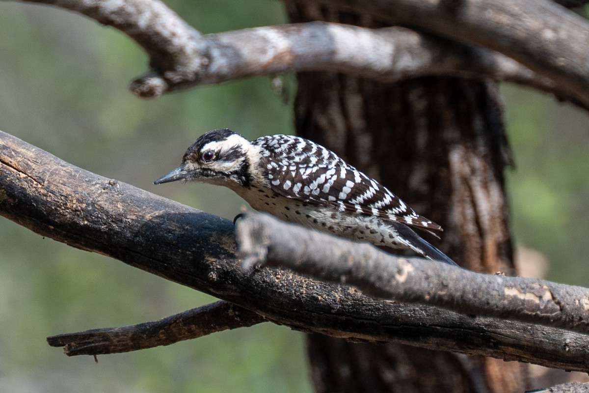 Ladder-backed Woodpecker - ML652457482