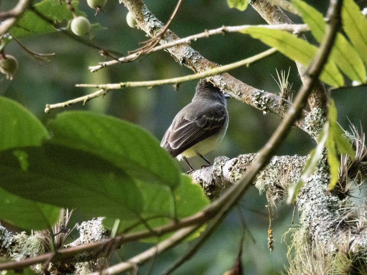 Восточный мухолов - ML652457575