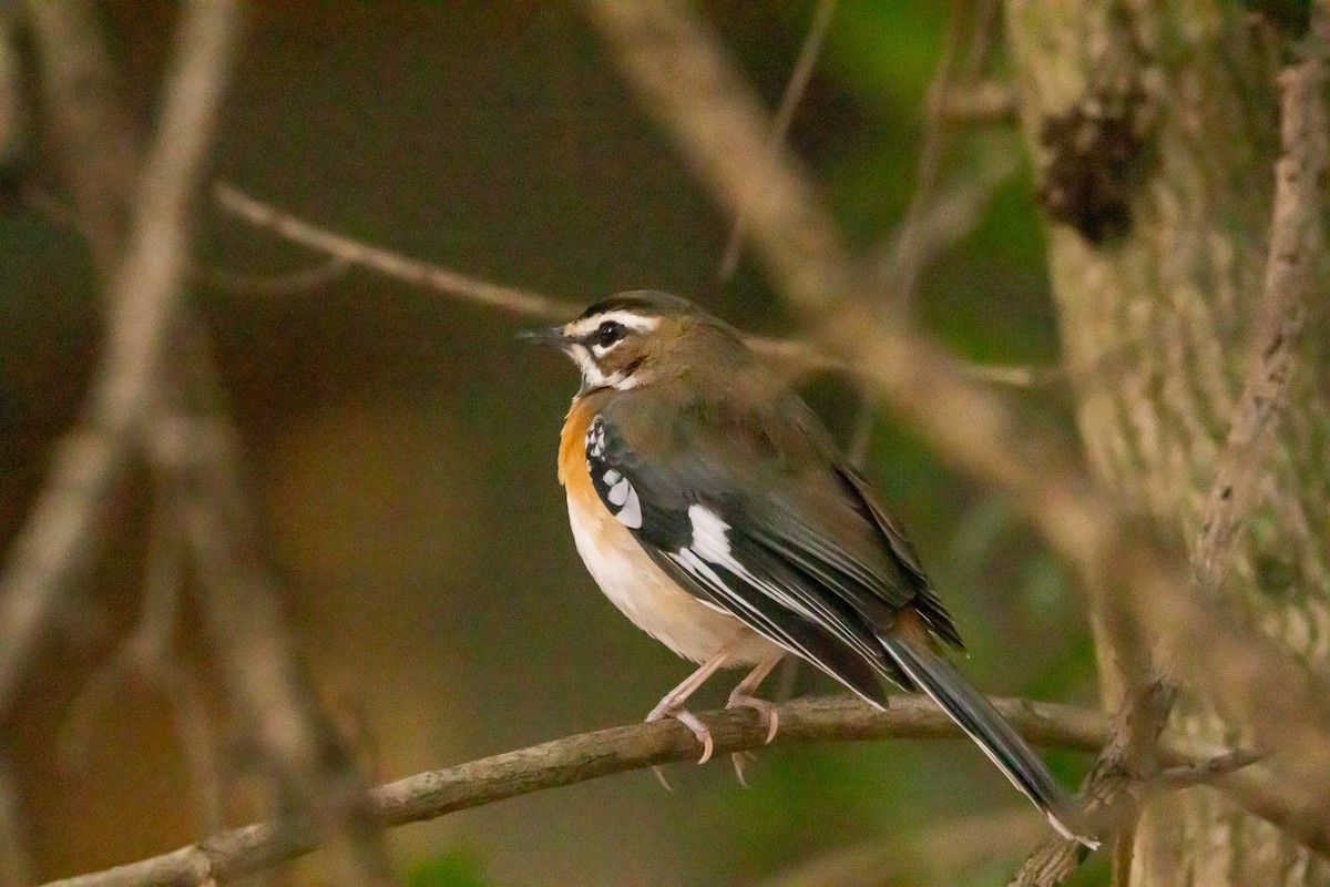 Buztantente biboteduna - ML652457688