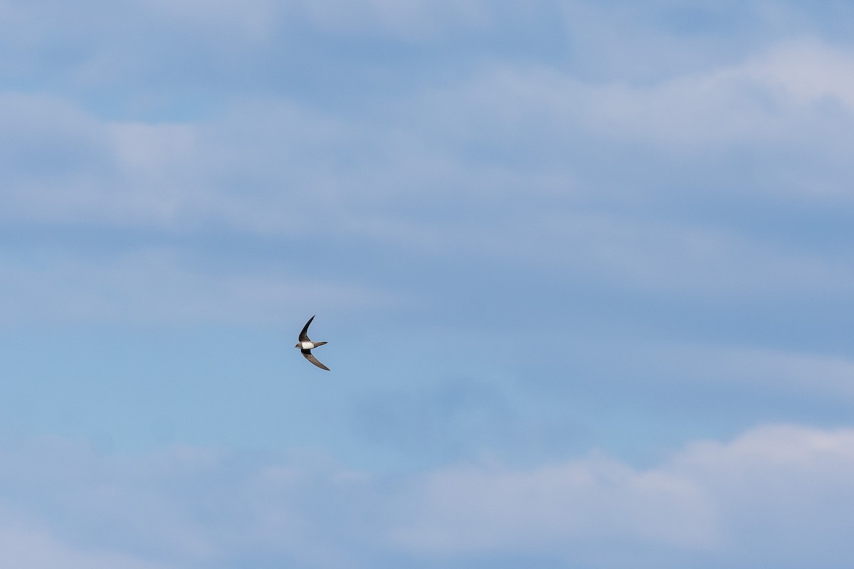 Alpine Swift - ML652457784