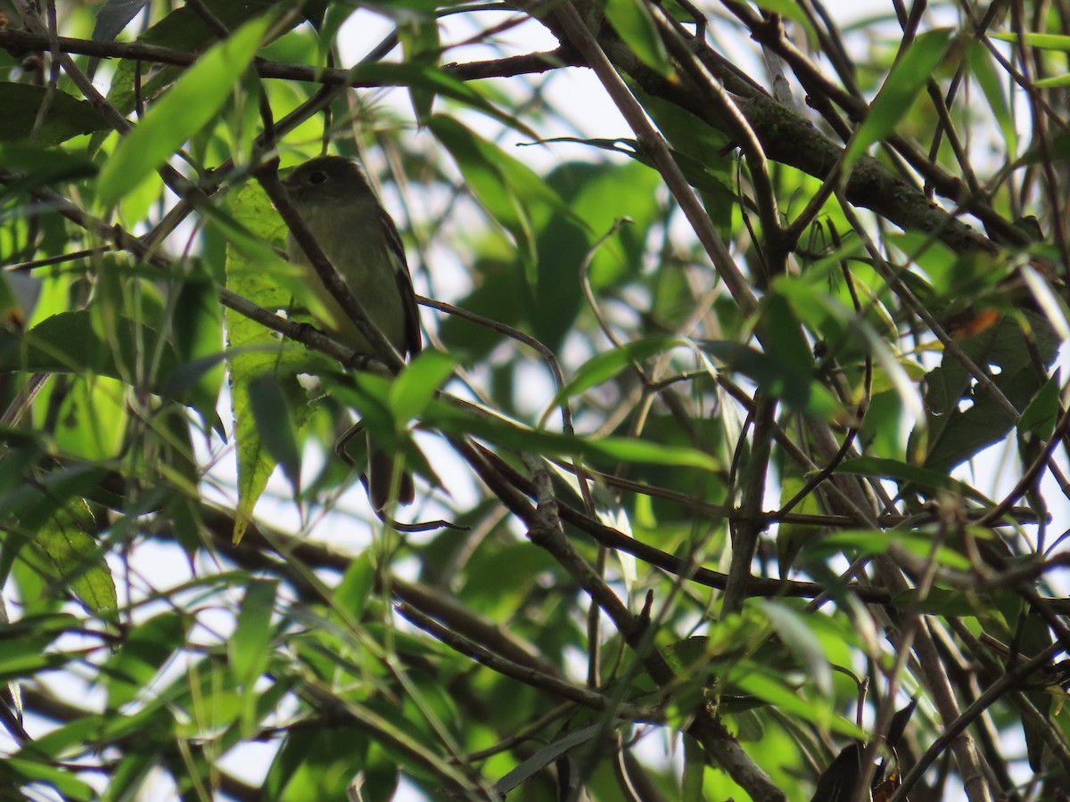 Yellow-bellied Flycatcher - ML652458123