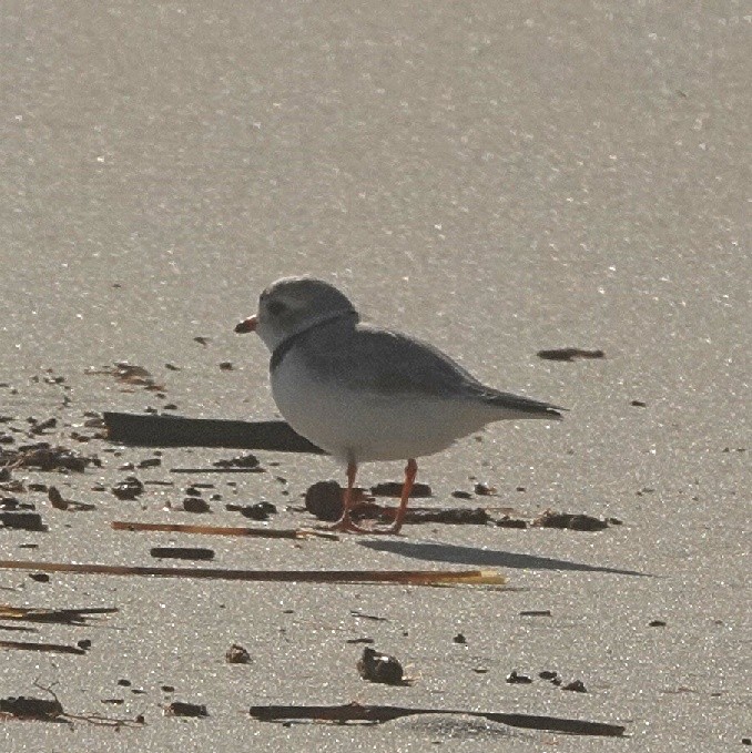 Piping Plover - ML652458170