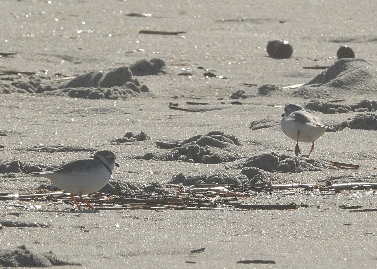 Piping Plover - ML652458171