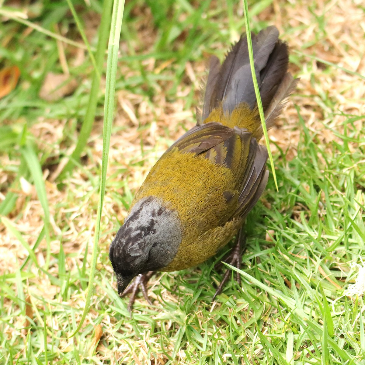 Cerquero Patigrande - ML652458183